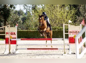 Spanisches Sportpferd, Wallach, 10 Jahre, 165 cm, Dunkelbrauner