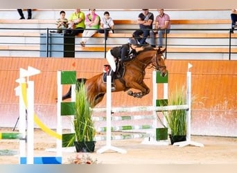 Spanisches Sportpferd, Wallach, 10 Jahre, 165 cm, Dunkelbrauner