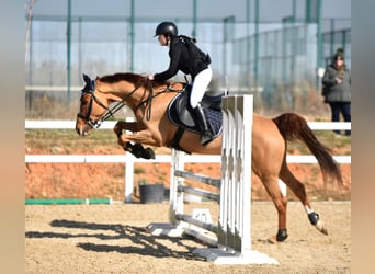 Spanisches Sportpferd Mix, Wallach, 10 Jahre, 165 cm, Fuchs