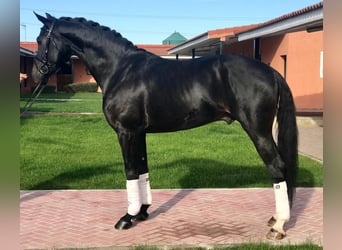 Spanisches Sportpferd, Wallach, 10 Jahre, 165 cm, Rappe