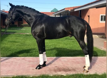 Spanisches Sportpferd, Wallach, 10 Jahre, 165 cm, Rappe