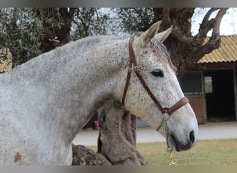 Spanisches Sportpferd, Wallach, 10 Jahre, 167 cm, Schimmel