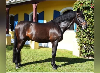 Spanisches Sportpferd, Wallach, 10 Jahre, 170 cm, Dunkelbrauner