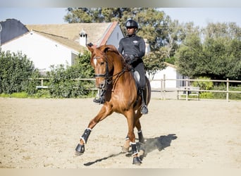 Spanisches Sportpferd, Wallach, 10 Jahre, 182 cm, Fuchs