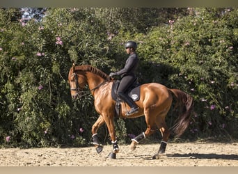 Spanisches Sportpferd, Wallach, 10 Jahre, 182 cm, Fuchs