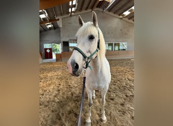 Spanisches Sportpferd, Wallach, 10 Jahre, 64 cm, Apfelschimmel