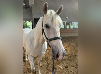 Spanisches Sportpferd, Wallach, 10 Jahre, 64 cm, Apfelschimmel