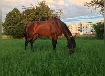 Spanisches Sportpferd, Wallach, 10 Jahre