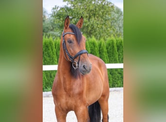 Spanisches Sportpferd Mix, Wallach, 11 Jahre, 160 cm, Brauner
