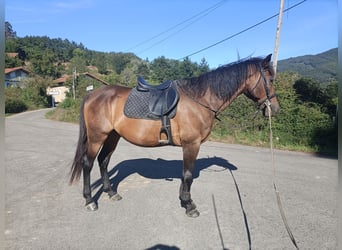 Spanisches Sportpferd, Wallach, 11 Jahre, 165 cm, Brauner