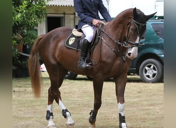 Spanisches Sportpferd, Wallach, 11 Jahre, 178 cm, Fuchs