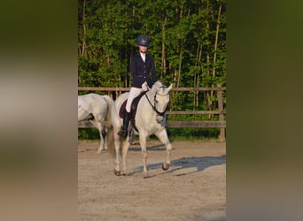 Spanisches Sportpferd, Wallach, 12 Jahre, 155 cm, White