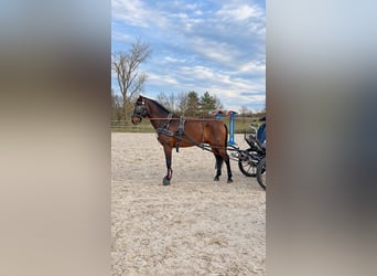 Spanisches Sportpferd, Wallach, 12 Jahre, 165 cm, Brauner