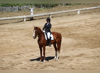 Spanisches Sportpferd, Wallach, 12 Jahre, 168 cm, Fuchs