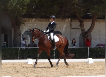 Spanisches Sportpferd, Wallach, 12 Jahre, 174 cm, Brauner
