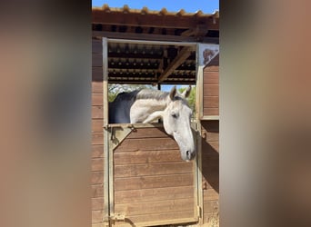 Spanisches Sportpferd, Wallach, 12 Jahre, 175 cm, Schimmel