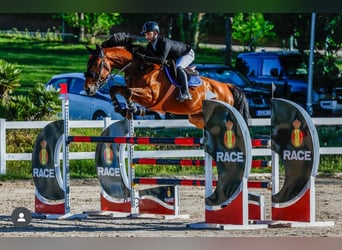 Spanisches Sportpferd, Wallach, 12 Jahre, Dunkelbrauner