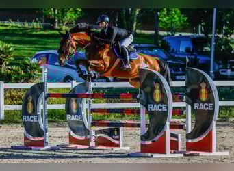 Spanisches Sportpferd, Wallach, 12 Jahre