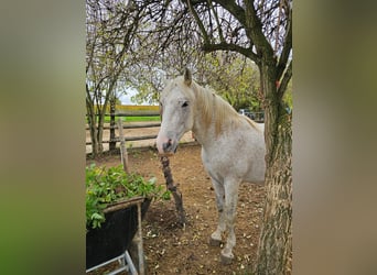 Spanisches Sportpferd Mix, Wallach, 13 Jahre, 153 cm, Fliegenschimmel