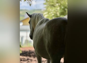 Spanisches Sportpferd Mix, Wallach, 13 Jahre, 153 cm, Fliegenschimmel