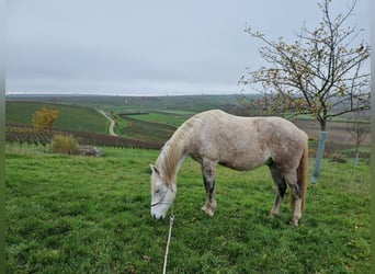 Spanisches Sportpferd Mix, Wallach, 13 Jahre, 153 cm, Fliegenschimmel