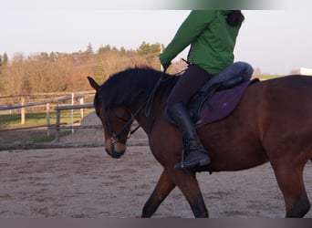 Spanisches Sportpferd, Wallach, 13 Jahre, 160 cm, Brauner