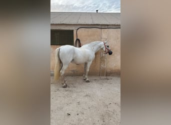 Spanisches Sportpferd, Wallach, 13 Jahre, 160 cm, Schimmel