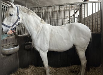 Spanisches Sportpferd, Wallach, 13 Jahre, 165 cm, Schimmel