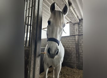 Spanisches Sportpferd, Wallach, 13 Jahre, 165 cm, Schimmel