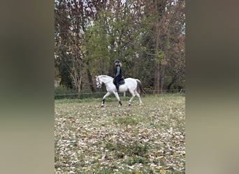 Spanisches Sportpferd, Wallach, 13 Jahre, 165 cm, Schimmel