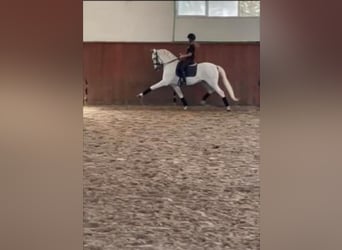 Spanisches Sportpferd, Wallach, 13 Jahre, 170 cm, Schimmel