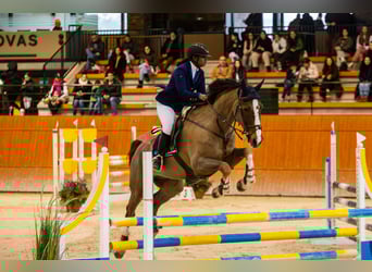 Spanisches Sportpferd, Wallach, 13 Jahre, Dunkelfuchs