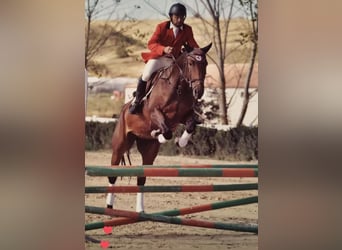 Spanisches Sportpferd, Wallach, 13 Jahre, Fuchs
