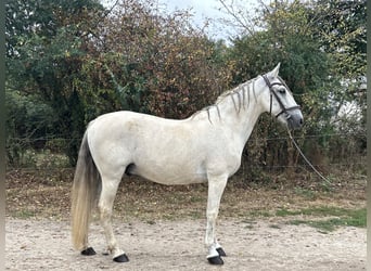 Spanisches Sportpferd, Wallach, 14 Jahre, 154 cm, Apfelschimmel