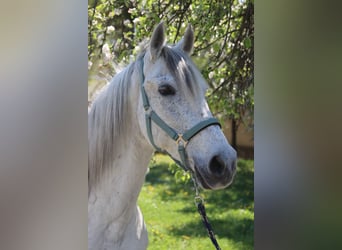 Spanisches Sportpferd, Wallach, 14 Jahre, 155 cm, Schimmel