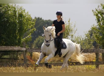 Spanisches Sportpferd, Wallach, 14 Jahre, 157 cm, Fliegenschimmel