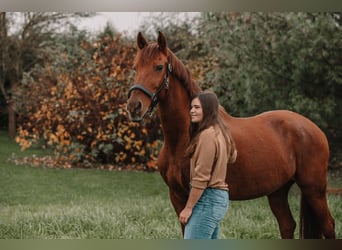 Spanisches Sportpferd Mix, Wallach, 14 Jahre, 160 cm, Fuchs