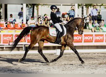 Spanisches Sportpferd, Wallach, 14 Jahre, 162 cm, Brauner