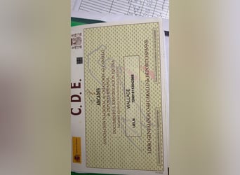 Spanisches Sportpferd, Wallach, 14 Jahre, 172 cm, Dunkelbrauner