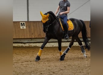 Spanisches Sportpferd Mix, Wallach, 15 Jahre, 155 cm, Dunkelbrauner