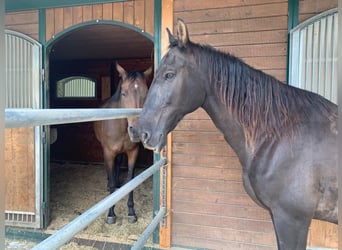 Spanisches Sportpferd, Wallach, 15 Jahre, 165 cm, Rappe