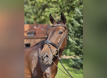 Spanisches Sportpferd, Wallach, 16 Jahre, 165 cm, Schwarzbrauner