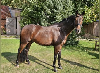 Spanisches Sportpferd, Wallach, 16 Jahre, 165 cm, Schwarzbrauner