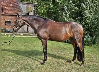 Spanisches Sportpferd, Wallach, 16 Jahre, 165 cm, Schwarzbrauner