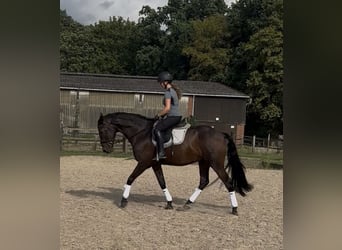 Spanisches Sportpferd, Wallach, 16 Jahre, 165 cm, Schwarzbrauner