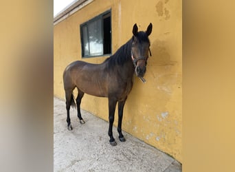 Spanisches Sportpferd, Wallach, 16 Jahre, 166 cm, Brauner