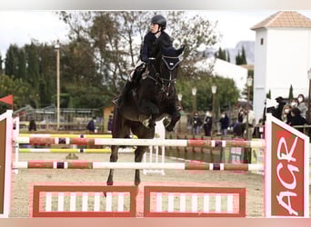 Spanisches Sportpferd, Wallach, 16 Jahre, 178 cm, Rappe