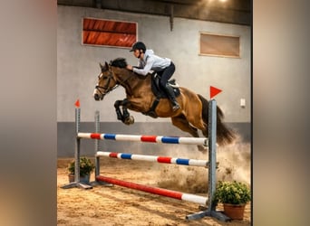 Spanisches Sportpferd, Wallach, 16 Jahre, 60 cm, Falbe