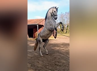 Spanisches Sportpferd Mix, Wallach, 17 Jahre, 160 cm, Schimmel