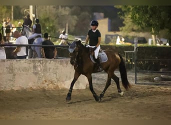 Spanisches Sportpferd, Wallach, 17 Jahre, 165 cm, Dunkelbrauner